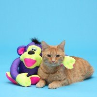 cat and toy monkey