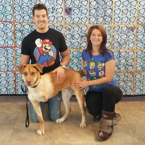 tripawd shelter dog with new owners