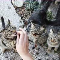 group of stray or feral cats being fed