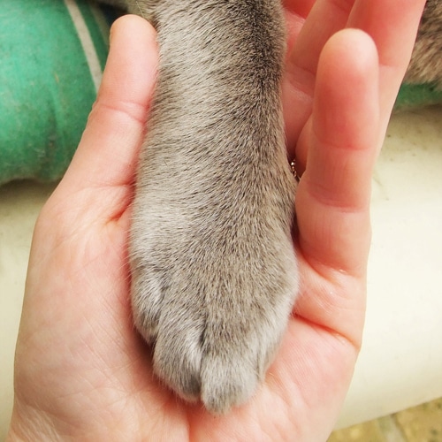 Hand in paw