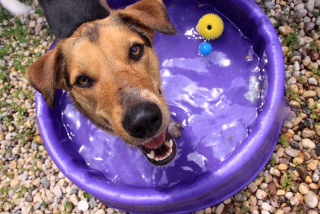 4 Sizzling Summer Pet Safety Tips | Winnipeg Humane Society