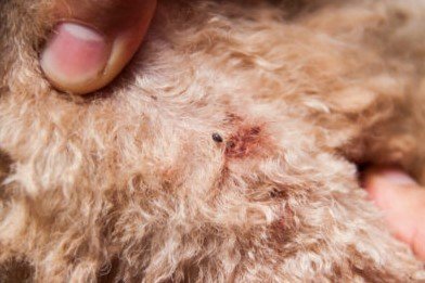 how can puppies get fleas