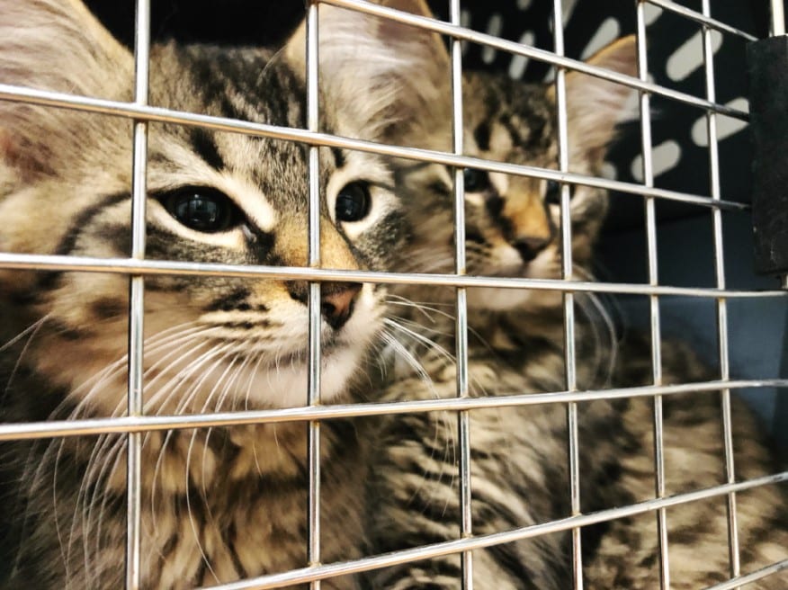 cats in kennel