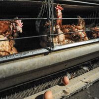 Canada’s egg industry