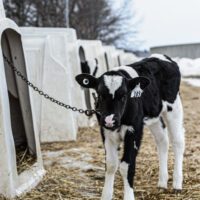 Canada’s dairy industry