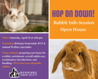 Hop On Down! Rabbit Info Session @ WHS Classroom