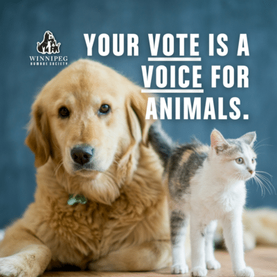 WHS Animal Welfare Election Debate @ Joyce Gauthier Behaviour and Training Centre